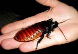 Largest Cockroach
