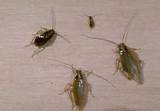 Picture Of Baby Cockroach Images