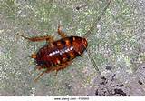 Queensland Cockroach Photos