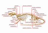 Images of Rodent Anatomy