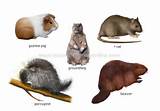 Rodent Names Pictures