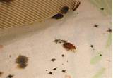List Of Ways To Get Rid Of Bed Bugs Images