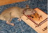 Pictures of Mouse Trap Working