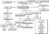 Pictures of Key Concepts Of Darwins Theory Of Evolution