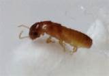 Images of Termite Looks Like