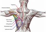 Upper Back Muscle Exercises Photos