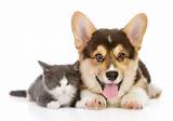 Pictures of Pet Insurance Illinois