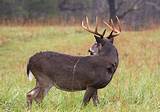 Virginia Whitetail Deer Hunting Outfitters Pictures