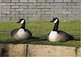 Images of Canadian Geese Pest Control