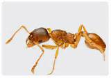 Ant Control Uk Pictures