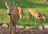 Photos of How To Prevent Deer From Eating Your Garden
