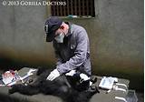 Gorilla Doctors Photos