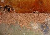 Termite Wood Shavings