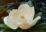 Magnolia Flower Images Photos