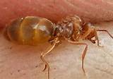 Images of Queen Carpenter Ants Picture