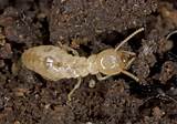 Subterranean Termite Treatment Options Pictures