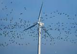 Wind Power Birds