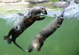 Swim Otters