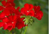 Images of Geraniums Pictures Of Flowers