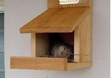 Bird Nesting Shelf Pictures