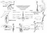 How Does Comparative Anatomy Support The Theory Of Evolution