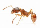 Pictures of Questions About Fire Ants