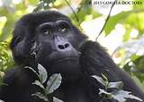 Gorilla Doctors Images