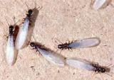 Do Black Ants Eat White Ants Images