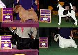 Westminster Dog Show Terrier Group Pictures
