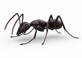 Large Black Ant Control