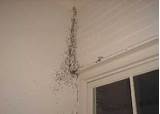Photos of Termite Damage Around Windows