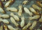 Pictures of Termite Uk