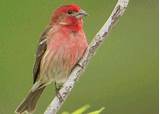 What Does A House Finch Eat Pictures
