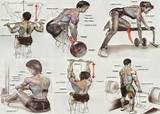 Gym Workout Exercises Pictures