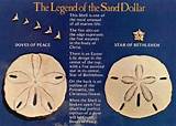 Sand Dollar Story Of Jesus Images