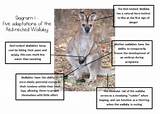 Pictures of Kangaroo Rat Adaptations
