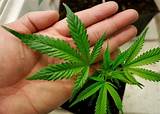 Marijuana Health Concerns Photos