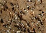 First Choice Termite Pictures