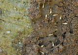 White Ants In Soil