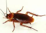 Photos of American Cockroach