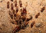 Pictures of Can Termites Jump
