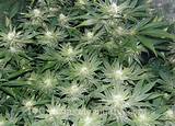 Best Marijuana Growing Guide