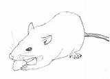 Images of Rat Drawing