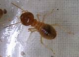 Female Termite Photos
