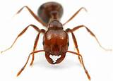Images of Fire Ants What To Do