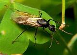 Images of Winged Carpenter Ants