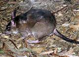 Photos of Rat Or Mouse