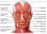 Images of Facial Strengthening Muscle Exercises