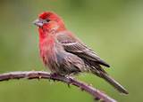 Red House Finch Pictures Photos