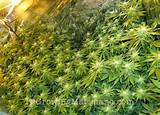 Images of Best Marijuana Fertilizer Indoor